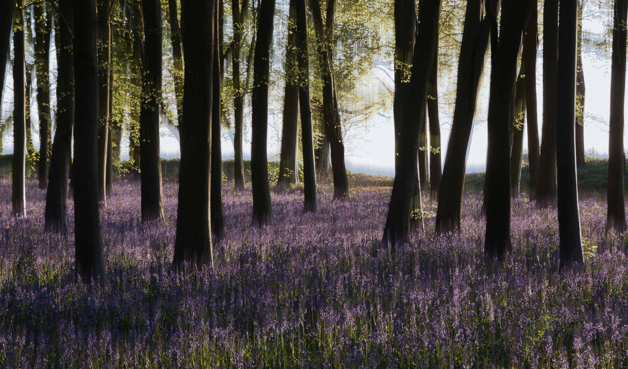 Badbury Clump Abstract